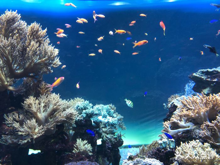 太阳城水族馆图片 - 第31张