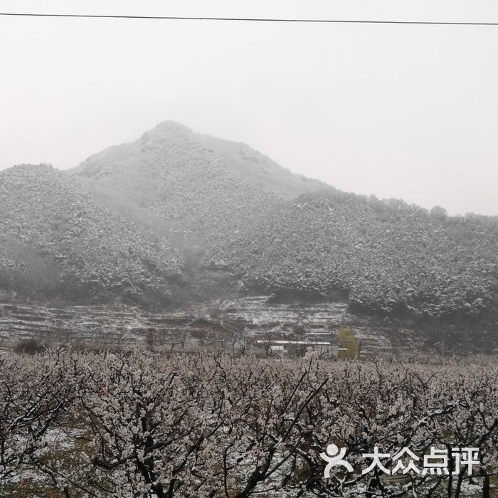 北寨村杏花海