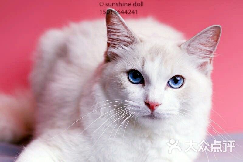 蓝山猫双布偶猫妹妹在售