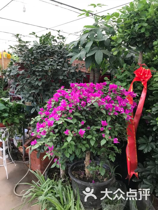 大明宫花卉市场图片 - 第11张