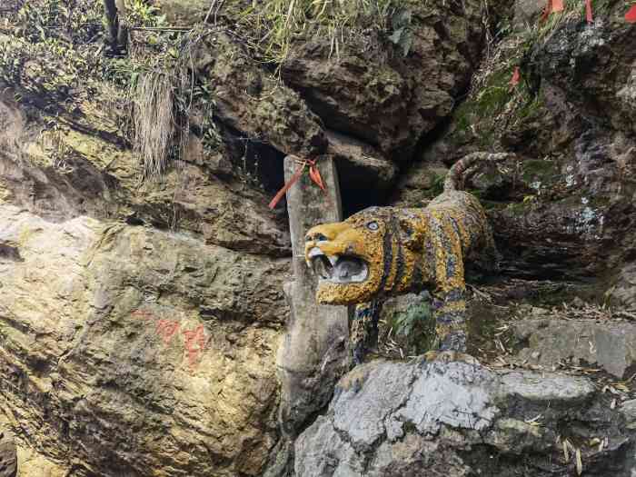 老虎洞山风景区-"被湘湖发布的某篇文章种草了这片林