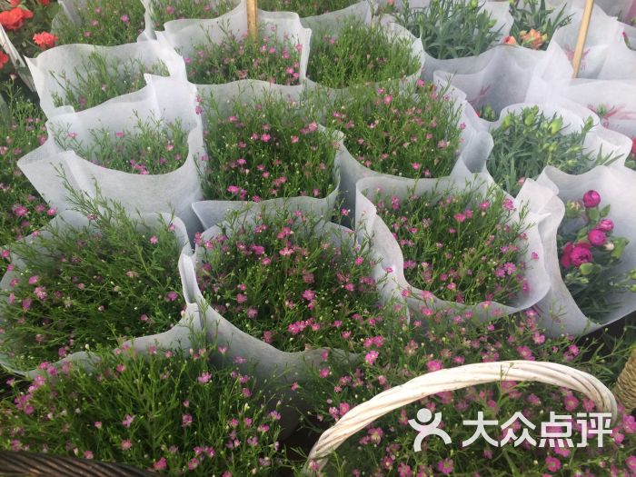 郑州陈砦花卉市场b区图片 - 第4张