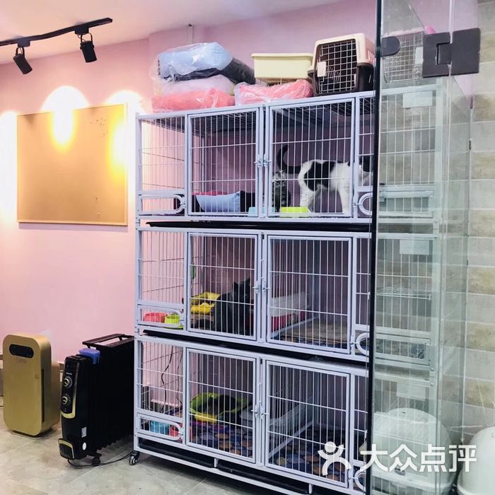 麦萌猫舍图片-北京宠物店-大众点评网