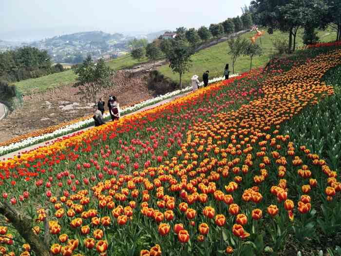 彩山四季花海景区-"老爸过生日,带我们来这里玩,满山.