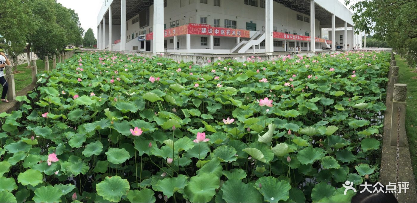 江西中医药大学(湾里校区)-图片-南昌学习培训-大众