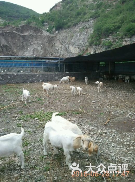 鑫聚盛凯庄园(餐饮部)-图片-三河市美食