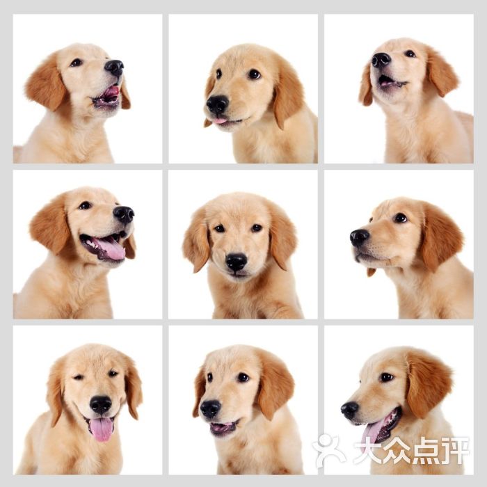 毛豆九宫格