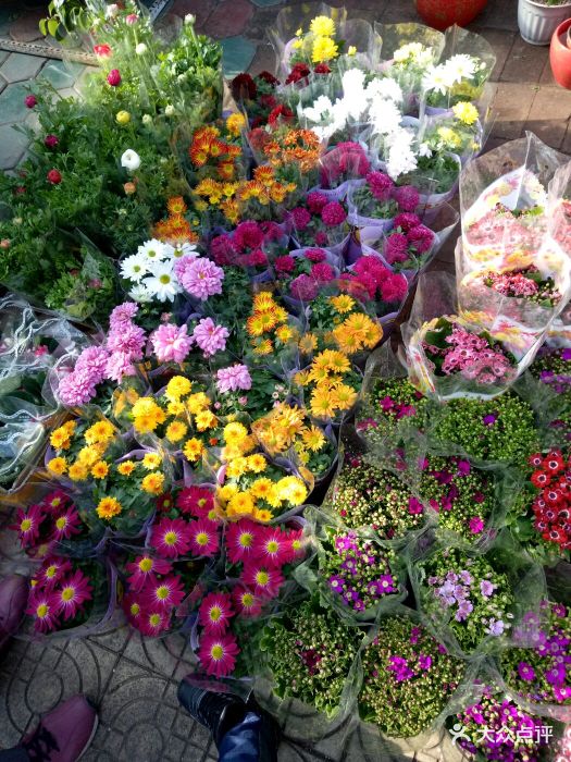 曹庄花卉市场-图片-天津购物-大众点评网