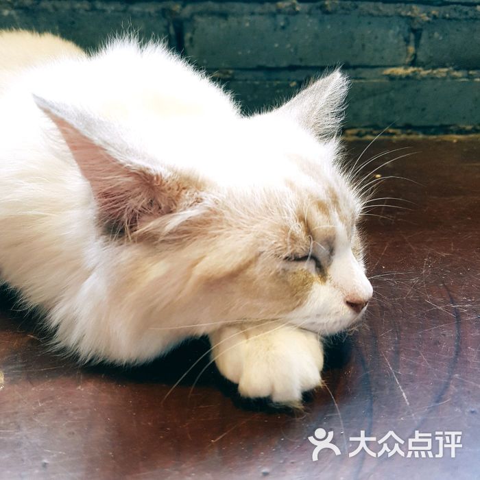 星座咖啡猫咪图片 - 第17张