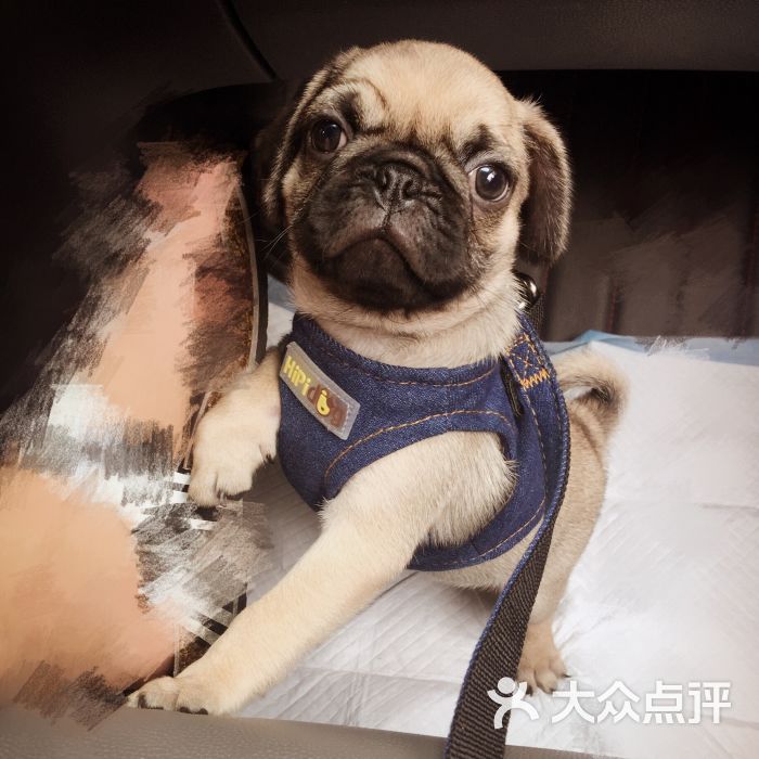 爱侣宠物医院(梅川分院)-图片-上海宠物-大众点