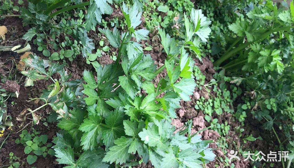 自家种的菜菜,新鲜的菜菜,韭菜,芹菜,冬汉菜,莴苣