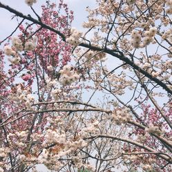 大洋湾樱花园门票_地址_地图_攻略(图)-盐城