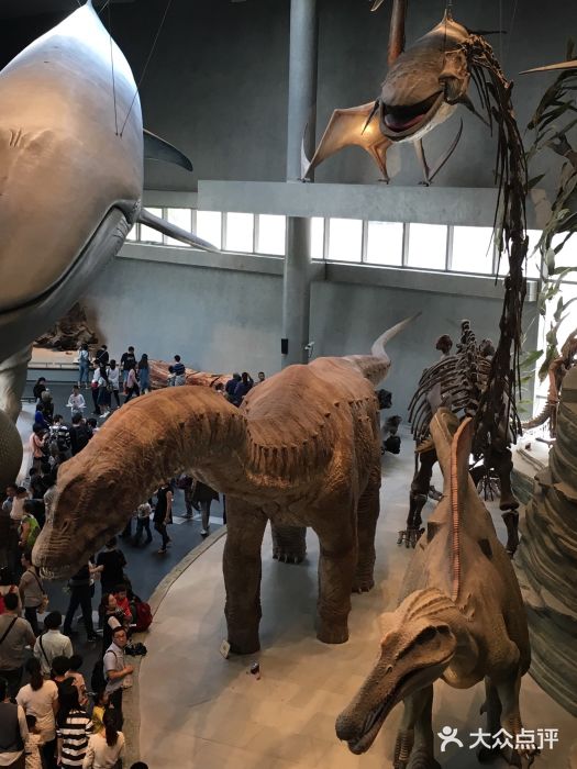 上海自然博物馆恐龙模型图片