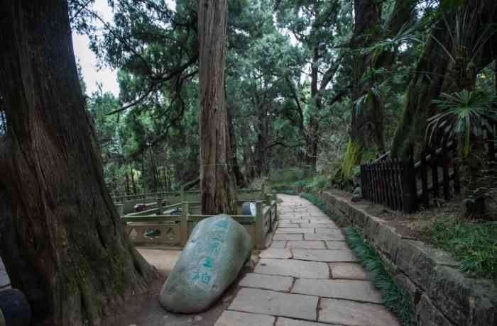 翠云廊风景区-"门票40,有老人证学生证减半,很小,一圈.