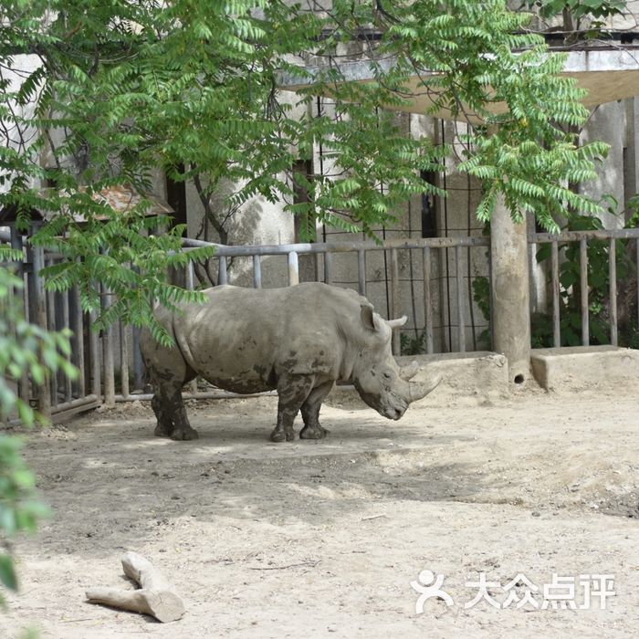 北京动物园犀牛图片-北京动物园-大众点评网