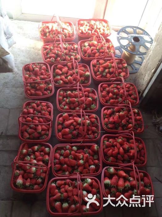 唐姐奶油草莓采摘园-图片-天津休闲娱乐