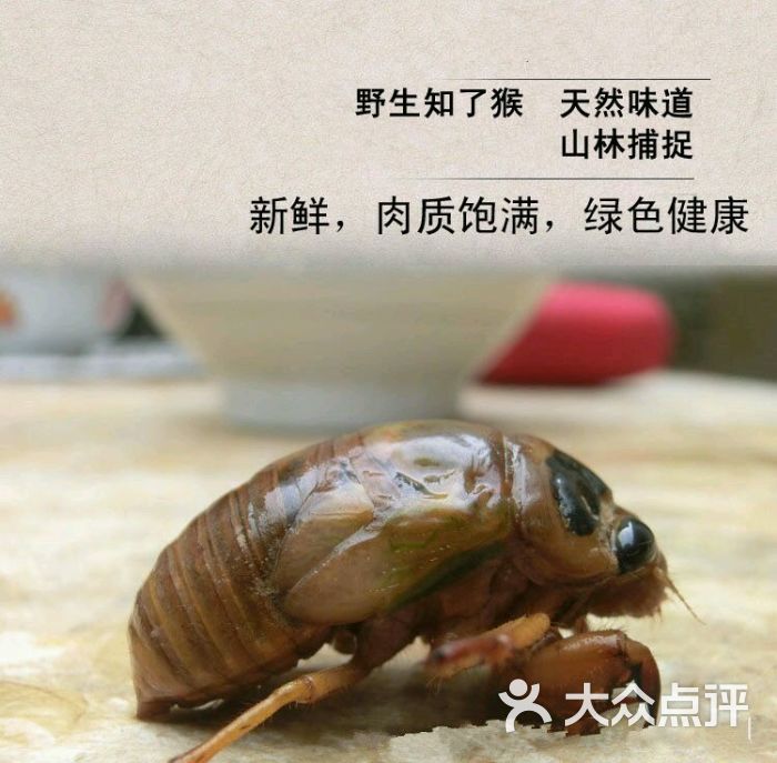 知了猴