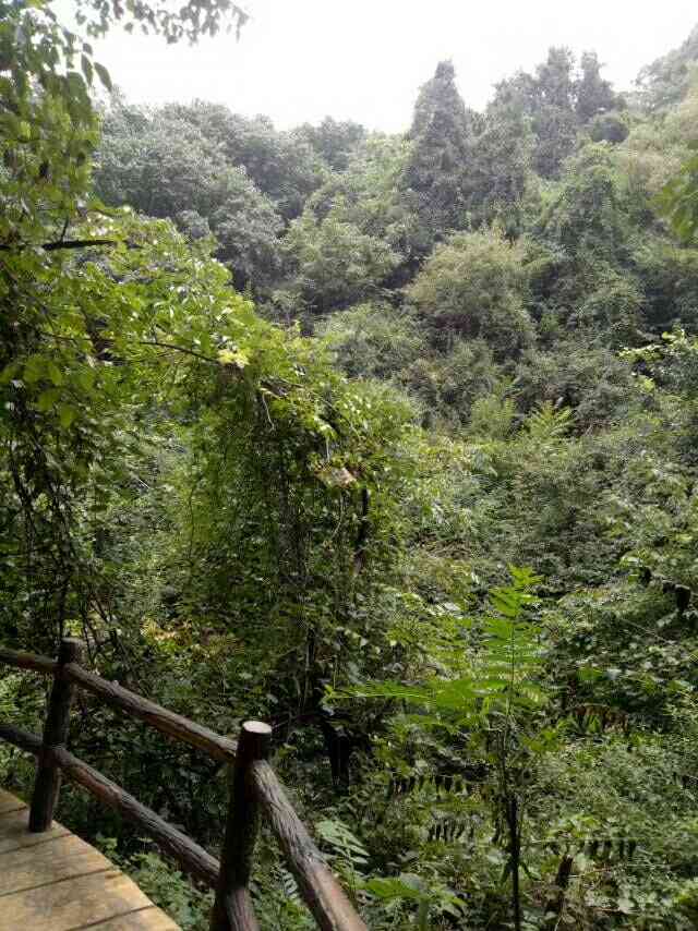 燕子山国家森林公园-"燕子山,道路崎岖,环境优美,风景