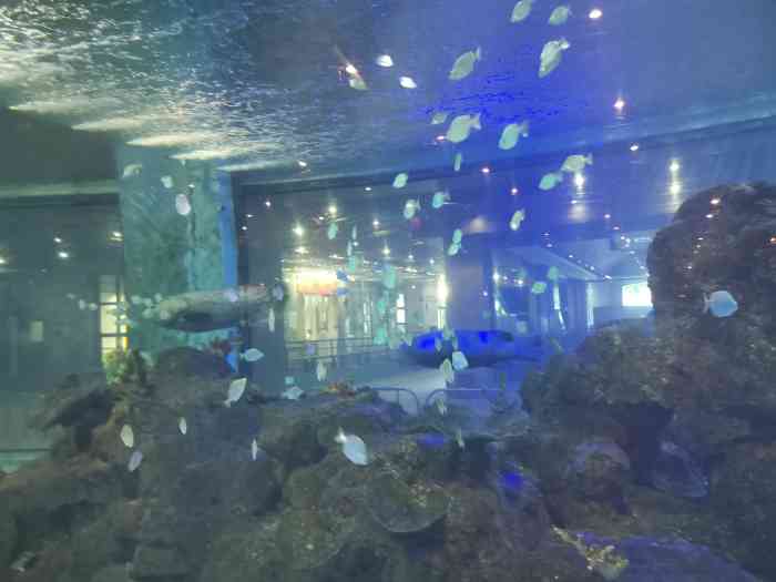 鎏嘉码头水族馆-"说实话,我先以为是一个收费的场所呢