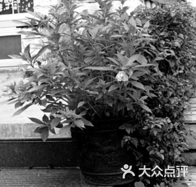 纯植物指甲草染发指甲草图片 - 第1张