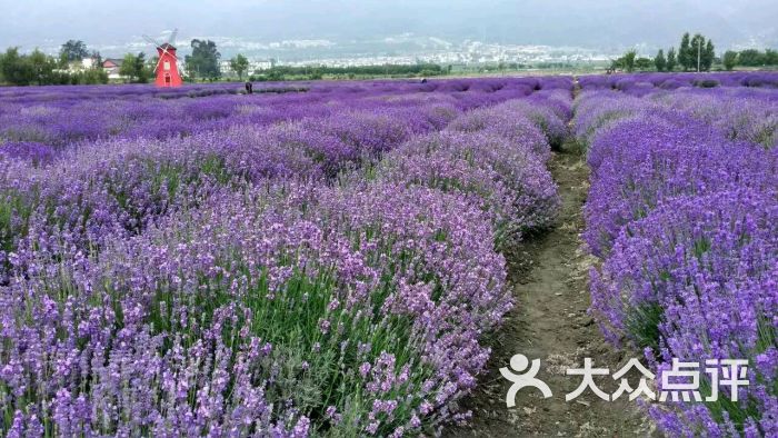 云海芳草千亩花卉博览园图片 - 第2张