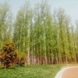 大洋湾樱花园门票_地址_地图_攻略(图)-盐城