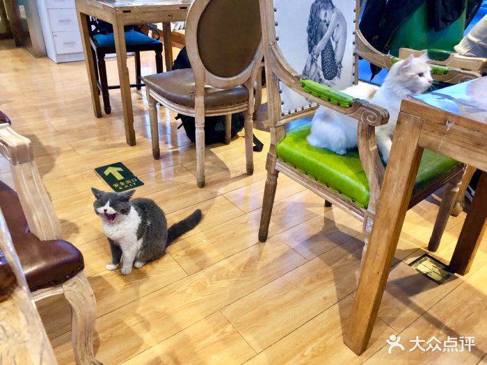 猫小院猫主题餐厅(南锣店)图片