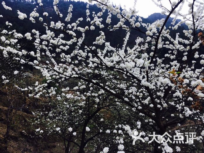 印盒李花生态旅游区-图片-重庆周边游-大众点评