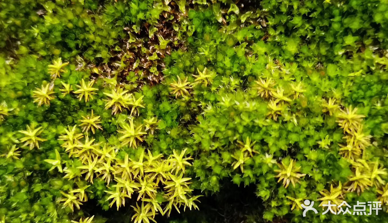 今日俯身细瞧,才得见大如米粒之— 苔花