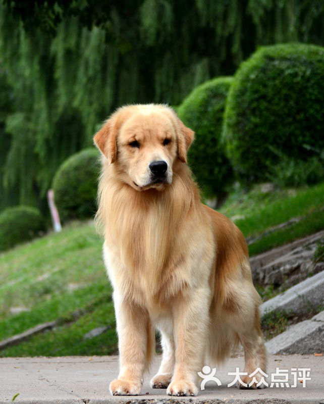 鑫森犬舍金毛俱乐部}zv(mb7r54{u0da74o(2qin图片 - 第25张