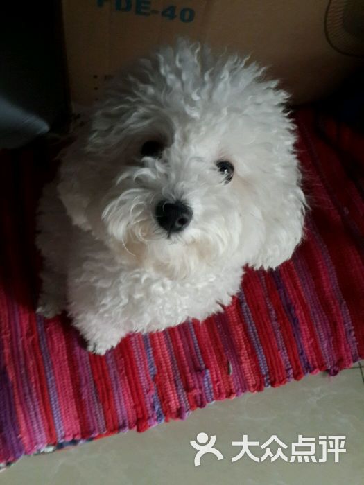 北京宠爱国际动物医院-图片-北京宠物-大众点评