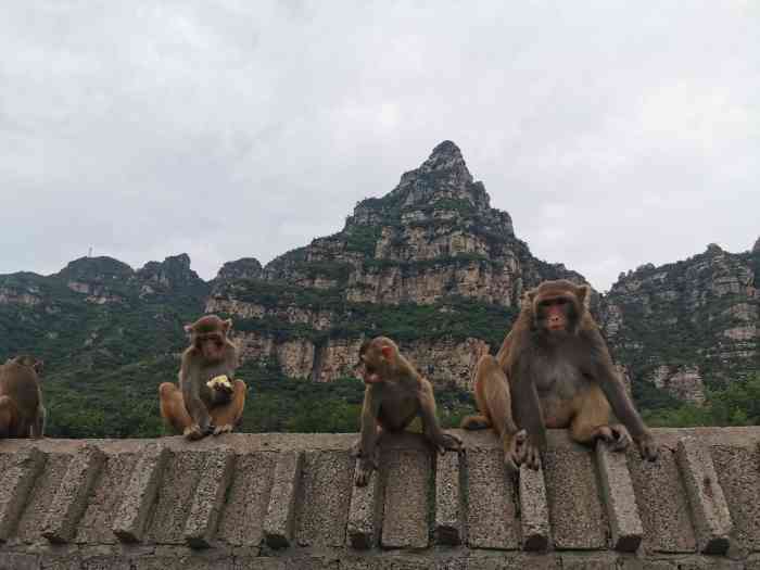 七渡花果山景区-售票处-"就是特意去喂猴子的～～说明一下,这个景区.