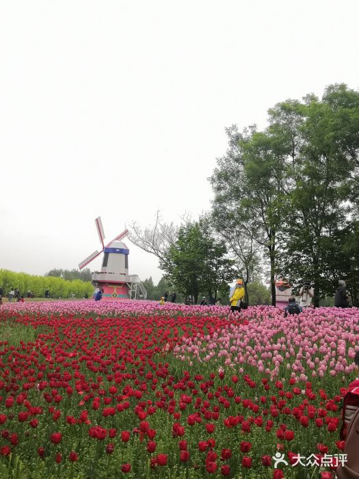 北京国际鲜花港图片