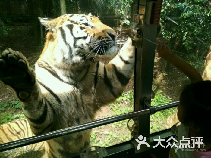 碧峰峡野生动物园-图片-雅安周边游-大众点评网