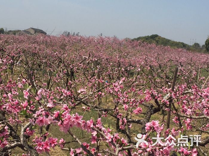 阳山桃花源图片 第54张