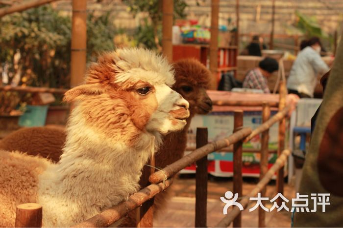 卡尔的萌宠庄园-图片-天津周边游-大众点评网