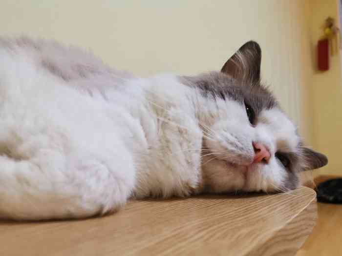 超级安静的一间猫咖,慵懒又温馨,躺在豆袋撸猫简直不要太舒服.