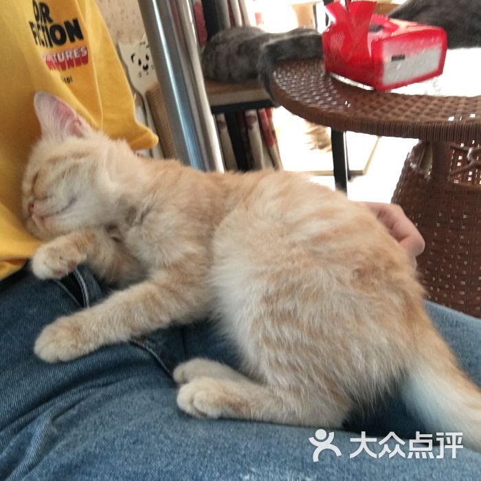 猫舍汇咖啡屋-图片-徐州美食-大众点评网