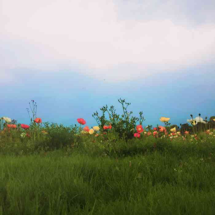 云海芳草薰衣草庄园-"我们去的这天天气好到爆,早上8.