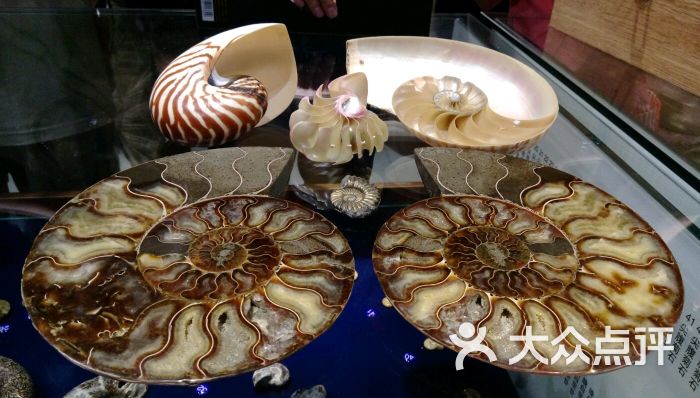 青岛贝壳博物馆-图片-青岛周边游