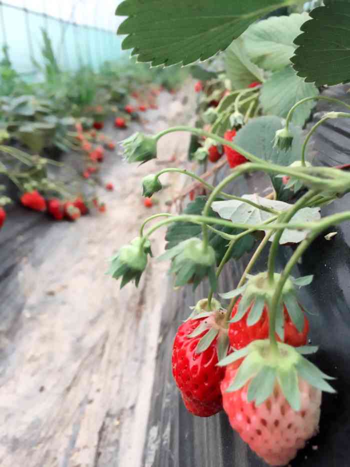 瑞士有机草莓园-"很好地摘91的地方,路边大棚,价格不贵喔.