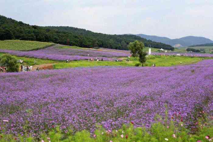 紫海香田薰衣草庄园