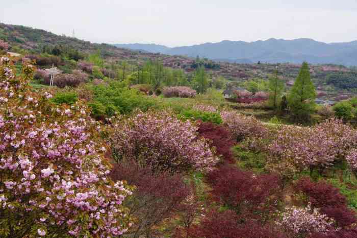 上马岗樱花观赏基地-"这是我第二次去余姚上马岗樱花