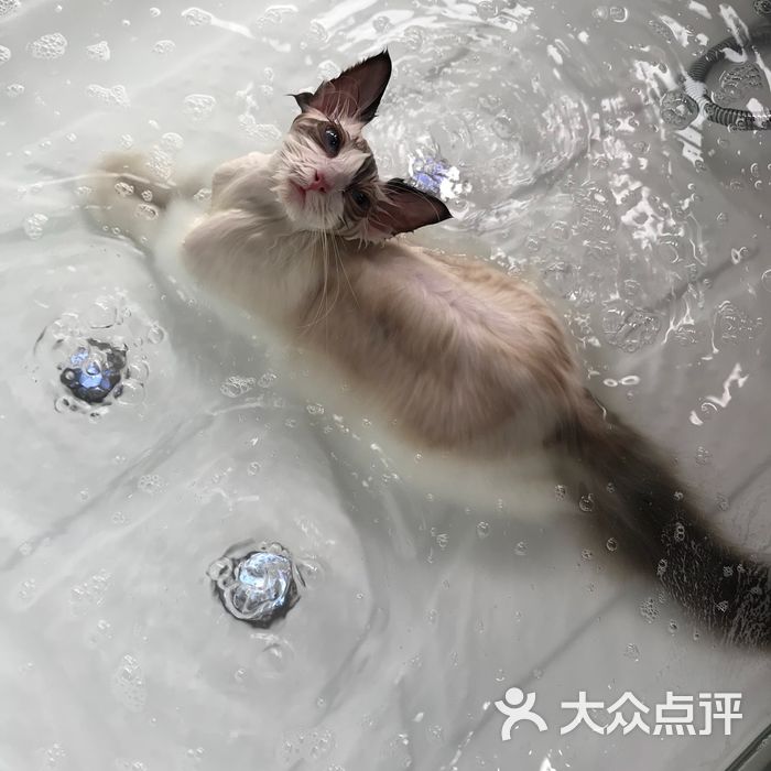 麒麟宠物猫舍spa洗澡美容寄养酒店