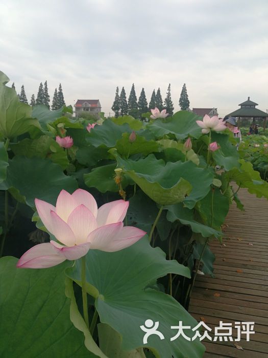 荷花博览园-图片-崇明区周边游-大众点评网