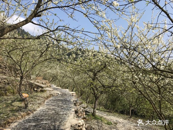 印盒李花生态旅游区图片 - 第6张