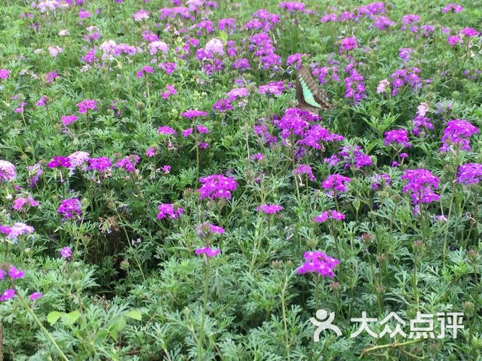 杨梅小镇-图片-双流区周边游-大众点评网