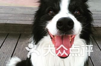 成都桐梓林宠物医院排行-成都