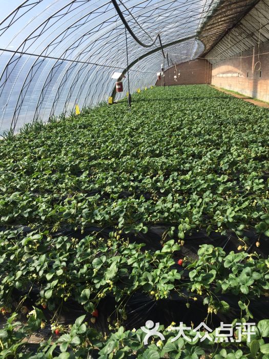 旺旺草莓采摘园-图片-北京景点