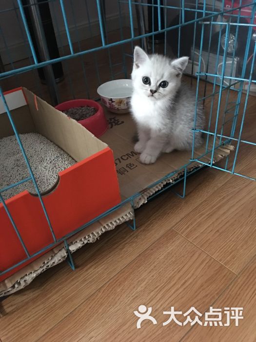 猫狗帮宠物售卖宠物店(淞发路店)图片 - 第2张